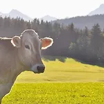 Alpenblick , Hof Alpenseeblick, Nesselwangattleseeallgaeu דירה *