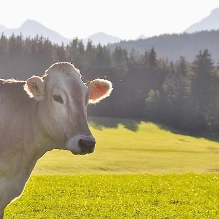 Alpenblick , Hof Alpenseeblick, Nesselwangattleseeallgaeu Appartamento *